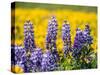 USA, Washington State. Springtime fields of Lupine and Arrowleaf Balsamroot near Dalles Mountain.-Julie Eggers-Stretched Canvas
