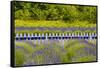 USA, Washington State, Squim, Lavender Field-Hollice Looney-Framed Stretched Canvas