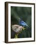 USA, Washington State. Steller's Jay collects sunflower seeds-Gary Luhm-Framed Photographic Print