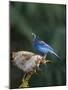 USA, Washington State. Steller's Jay collects sunflower seeds-Gary Luhm-Mounted Photographic Print