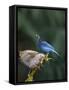 USA, Washington State. Steller's Jay collects sunflower seeds-Gary Luhm-Framed Stretched Canvas