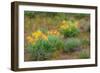 USA, Washington State, Table Mountain eastern Cascade Mountains Balsamroot and Lupine-Sylvia Gulin-Framed Photographic Print