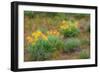 USA, Washington State, Table Mountain eastern Cascade Mountains Balsamroot and Lupine-Sylvia Gulin-Framed Photographic Print