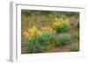 USA, Washington State, Table Mountain eastern Cascade Mountains Balsamroot and Lupine-Sylvia Gulin-Framed Photographic Print