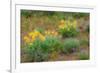 USA, Washington State, Table Mountain eastern Cascade Mountains Balsamroot and Lupine-Sylvia Gulin-Framed Photographic Print