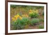 USA, Washington State, Table Mountain eastern Cascade Mountains Balsamroot and Lupine-Sylvia Gulin-Framed Photographic Print