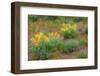 USA, Washington State, Table Mountain eastern Cascade Mountains Balsamroot and Lupine-Sylvia Gulin-Framed Photographic Print