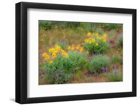 USA, Washington State, Table Mountain eastern Cascade Mountains Balsamroot and Lupine-Sylvia Gulin-Framed Photographic Print
