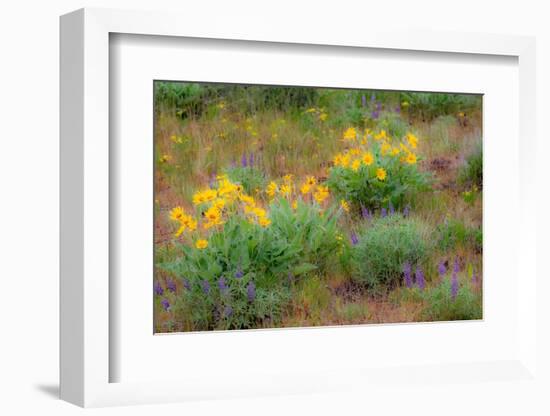 USA, Washington State, Table Mountain eastern Cascade Mountains Balsamroot and Lupine-Sylvia Gulin-Framed Photographic Print