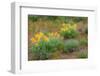 USA, Washington State, Table Mountain eastern Cascade Mountains Balsamroot and Lupine-Sylvia Gulin-Framed Photographic Print