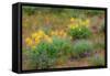 USA, Washington State, Table Mountain eastern Cascade Mountains Balsamroot and Lupine-Sylvia Gulin-Framed Stretched Canvas