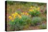 USA, Washington State, Table Mountain eastern Cascade Mountains Balsamroot and Lupine-Sylvia Gulin-Stretched Canvas