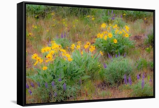 USA, Washington State, Table Mountain eastern Cascade Mountains Balsamroot and Lupine-Sylvia Gulin-Framed Stretched Canvas