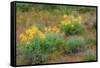 USA, Washington State, Table Mountain eastern Cascade Mountains Balsamroot and Lupine-Sylvia Gulin-Framed Stretched Canvas