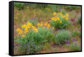 USA, Washington State, Table Mountain eastern Cascade Mountains Balsamroot and Lupine-Sylvia Gulin-Framed Stretched Canvas