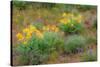 USA, Washington State, Table Mountain eastern Cascade Mountains Balsamroot and Lupine-Sylvia Gulin-Stretched Canvas