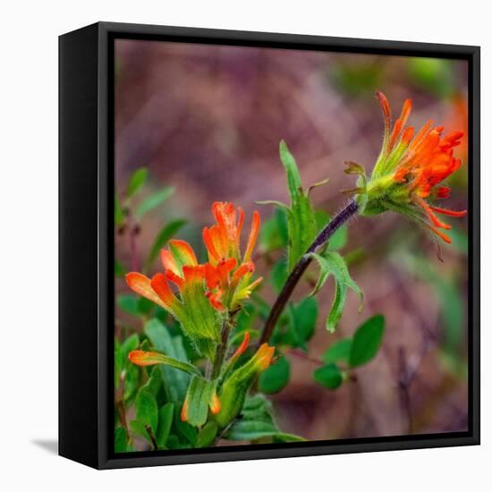 USA, Washington State, Table Mountain eastern Cascade Mountains Indian Paint Brush-Sylvia Gulin-Framed Stretched Canvas