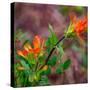 USA, Washington State, Table Mountain eastern Cascade Mountains Indian Paint Brush-Sylvia Gulin-Stretched Canvas