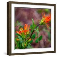 USA, Washington State, Table Mountain eastern Cascade Mountains Indian Paint Brush-Sylvia Gulin-Framed Photographic Print