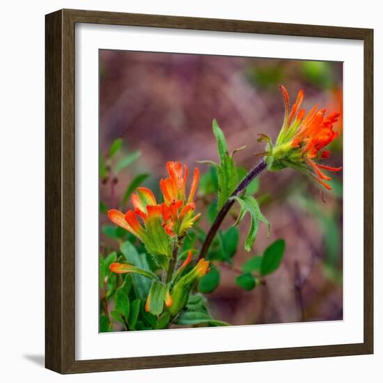 USA, Washington State, Table Mountain eastern Cascade Mountains Indian Paint Brush-Sylvia Gulin-Framed Photographic Print