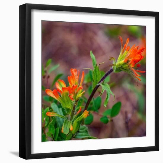 USA, Washington State, Table Mountain eastern Cascade Mountains Indian Paint Brush-Sylvia Gulin-Framed Photographic Print