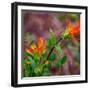 USA, Washington State, Table Mountain eastern Cascade Mountains Indian Paint Brush-Sylvia Gulin-Framed Photographic Print