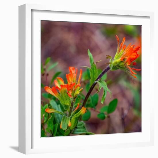 USA, Washington State, Table Mountain eastern Cascade Mountains Indian Paint Brush-Sylvia Gulin-Framed Photographic Print