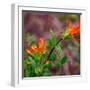 USA, Washington State, Table Mountain eastern Cascade Mountains Indian Paint Brush-Sylvia Gulin-Framed Photographic Print