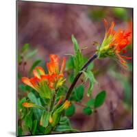 USA, Washington State, Table Mountain eastern Cascade Mountains Indian Paint Brush-Sylvia Gulin-Mounted Photographic Print