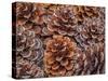 USA, Washington State, Table Mountain eastern Cascade Mountains Ponderosa Pine cones-Sylvia Gulin-Stretched Canvas