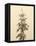 USA, Washington State. Tiger Mountain, snow covered fir tree.-Jamie & Judy Wild-Framed Stretched Canvas