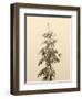 USA, Washington State. Tiger Mountain, snow covered fir tree.-Jamie & Judy Wild-Framed Photographic Print