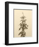 USA, Washington State. Tiger Mountain, snow covered fir tree.-Jamie & Judy Wild-Framed Photographic Print