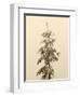 USA, Washington State. Tiger Mountain, snow covered fir tree.-Jamie & Judy Wild-Framed Photographic Print