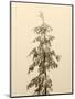 USA, Washington State. Tiger Mountain, snow covered fir tree.-Jamie & Judy Wild-Mounted Photographic Print