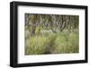 USA, Washington State, Twin Harbors State Park. Shore pine trees and European beachgrass.-Jaynes Gallery-Framed Photographic Print