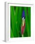 Usa, Washington State, Underwood. Iris flower bud-Merrill Images-Framed Photographic Print