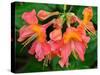 Usa, Washington State, Underwood. Orange flame azalea flower-Merrill Images-Stretched Canvas