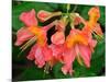 Usa, Washington State, Underwood. Orange flame azalea flower-Merrill Images-Mounted Photographic Print