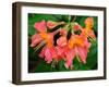 Usa, Washington State, Underwood. Orange flame azalea flower-Merrill Images-Framed Photographic Print