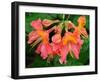 Usa, Washington State, Underwood. Orange flame azalea flower-Merrill Images-Framed Photographic Print