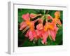 Usa, Washington State, Underwood. Orange flame azalea flower-Merrill Images-Framed Photographic Print