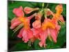 Usa, Washington State, Underwood. Orange flame azalea flower-Merrill Images-Mounted Photographic Print