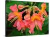 Usa, Washington State, Underwood. Orange flame azalea flower-Merrill Images-Stretched Canvas