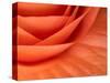 Usa, Washington State, Underwood. Orange ranunculus flower close-up-Merrill Images-Stretched Canvas