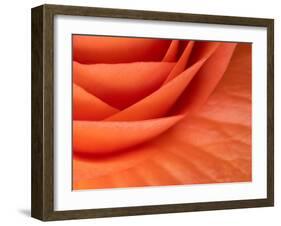 Usa, Washington State, Underwood. Orange ranunculus flower close-up-Merrill Images-Framed Photographic Print