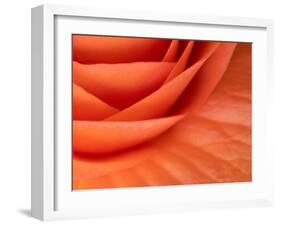 Usa, Washington State, Underwood. Orange ranunculus flower close-up-Merrill Images-Framed Photographic Print