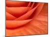Usa, Washington State, Underwood. Orange ranunculus flower close-up-Merrill Images-Mounted Photographic Print