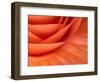 Usa, Washington State, Underwood. Orange ranunculus flower close-up-Merrill Images-Framed Photographic Print