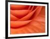 Usa, Washington State, Underwood. Orange ranunculus flower close-up-Merrill Images-Framed Photographic Print